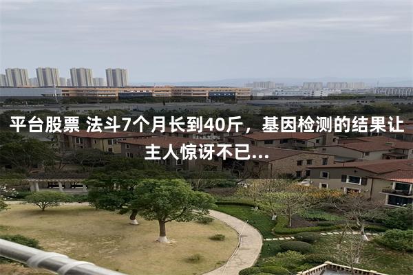 平台股票 法斗7个月长到40斤，基因检测的结果让主人惊讶不已...
